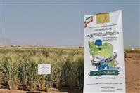 دانش‌بنیان كردن بخش كشاورزی توام با بهره‌وری راهبرد مهم مراكز تحقیقات