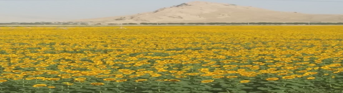 آفتابگردان.jpg